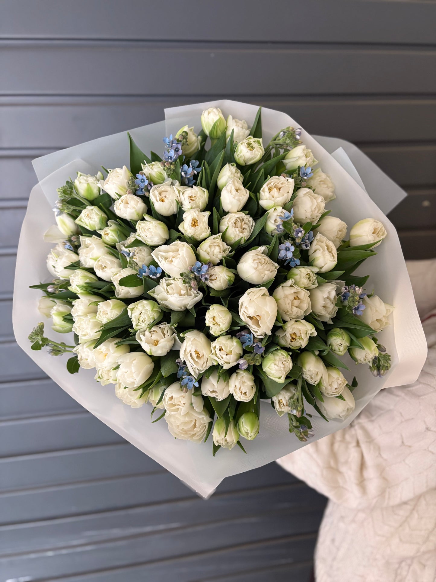 Tulipanes con oxypelatum